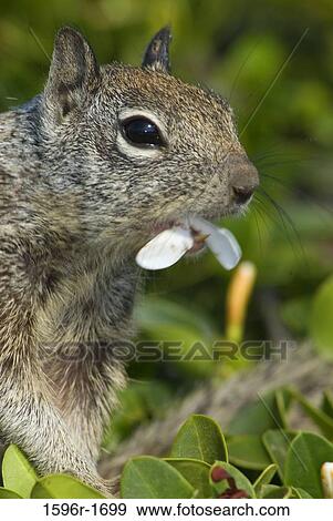 Close-up of a California Ground squirrel (Spermophilus beecheyi) eating flowers View Large Photo Image Stock Photo - Close-up of a California Ground squirrel (Spermophilus beecheyi) eating flowers. Fotosearch
