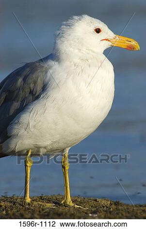 Close-up of a California gull (Larus californicus) View Large Photo Image Stock Image - Close-up of a California gull (Larus californicus). Fotosearch