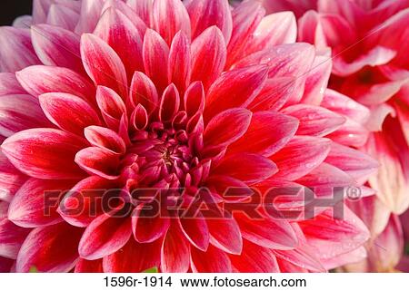 Picture - Close-up of a Canby Centennial Dahlia. Fotosearch