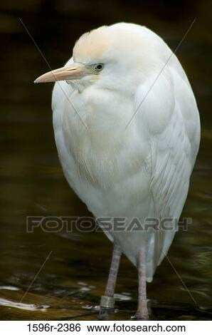 Close-up of a Cattle Egret (Bubulcus ibis), Oregon, USA View Large Photo Image Stock Photograph - Close-up of a Cattle Egret (Bubulcus ibis), Oregon, USA. Fotosearch