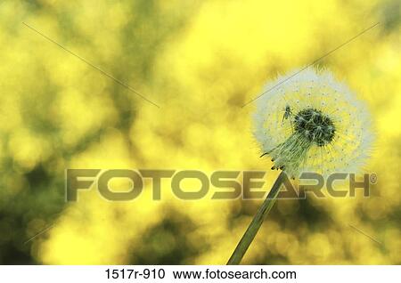 Stock Image - Close-up of a dandelion. Fotosearch