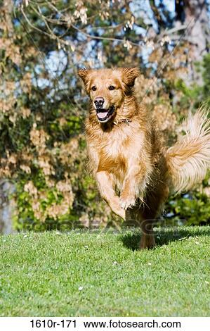 Stock Image - Close-up of a dog running on a lawn. Fotosearch