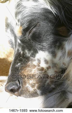 Close-up of a dog sleeping View Large Photo Image Stock Image - Close-up of a dog sleeping. Fotosearch
