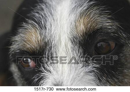 Stock Image - Close-up of a dog's eyes. Fotosearch