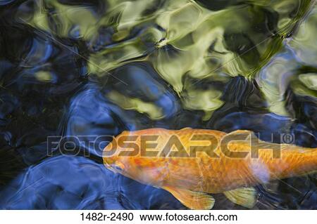 Close-up of a fish in the pond, Self Realization Fellowship Meditation Garden, Encinitas, California, USA View Large Photo Image Stock Image - Close-up of a fish in the pond, Self Realization Fellowship Meditation Garden, Encinitas, California, USA. Fotosearch