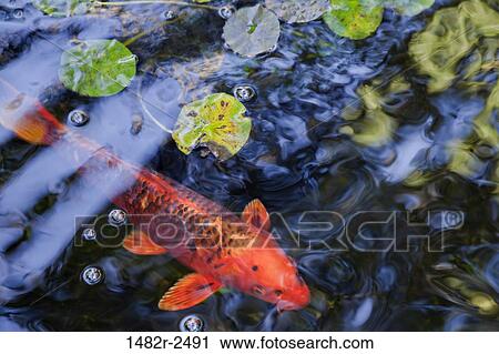 Stock Image - Close-up of a fish in the pond, Self Realization Fellowship Meditation Garden, Encinitas, California, USA. Fotosearch