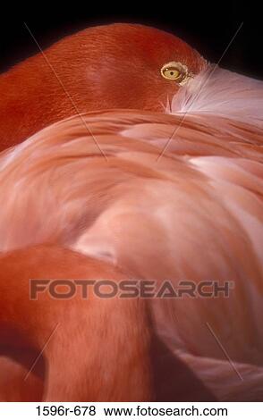Stock Photo - Close-up of a flamingo. Fotosearch