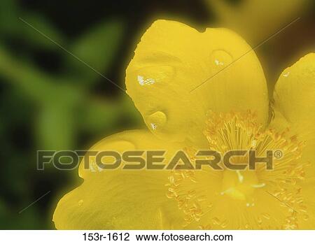 Stock Image - Close-up of a flower. Fotosearch