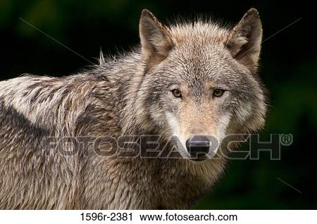 Stock Image - Close-up of a Gray wolf (Canis lupus), USA. Fotosearch