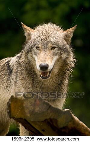 Close-up of a Gray wolf (Canis lupus) snarling, USA View Large Photo Image Stock Photography - Close-up of a Gray wolf (Canis lupus) snarling, USA. Fotosearch