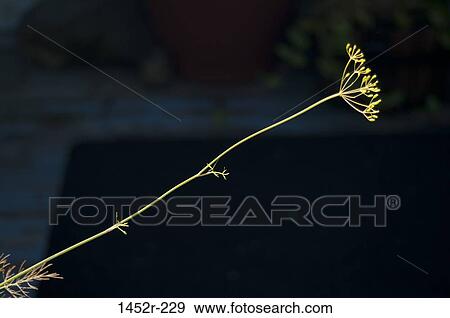 Close-up of a growing plant View Large Photo Image Stock Photo - Close-up of a growing plant. Fotosearch