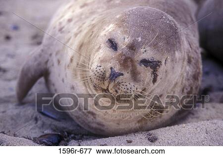 Close-up of a Harbor Seal resting on the beach (Phoca vitulina) View Large Photo Image Stock Photo - Close-up of a Harbor Seal resting on the beach (Phoca vitulina). Fotosearch