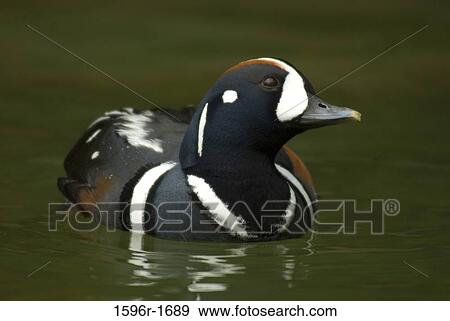 Close-up of a Harlequin duck (Histrionicus histrionicus) in a lake View Large Photo Image Stock Photo - Close-up of a Harlequin duck (Histrionicus histrionicus) in a lake. Fotosearch