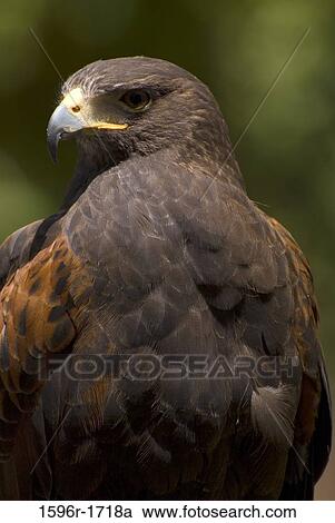 Close-up of a Harris hawk (Parabuteo unicinctus) View Large Photo Image Stock Image - Close-up of a Harris hawk (Parabuteo unicinctus). Fotosearch