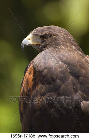 Close-up of a Harris hawk (Parabuteo unicinctus) View Large Photo Image Stock Image - Close-up of a Harris hawk (Parabuteo unicinctus). Fotosearch