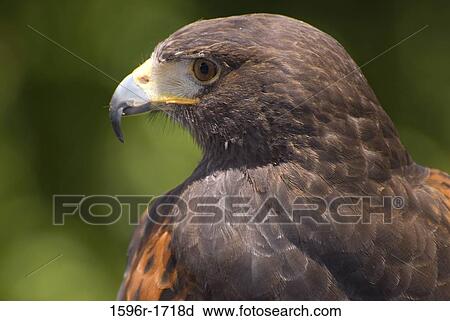 Close-up of a Harris hawk (Parabuteo unicinctus) View Large Photo Image Stock Image - Close-up of a Harris hawk (Parabuteo unicinctus). Fotosearch