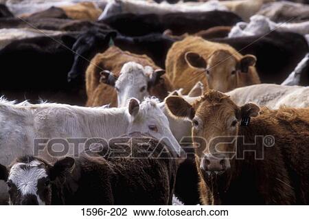Close-up of a herd of cows View Large Photo Image Stock Image - Close-up of a herd of cows. Fotosearch