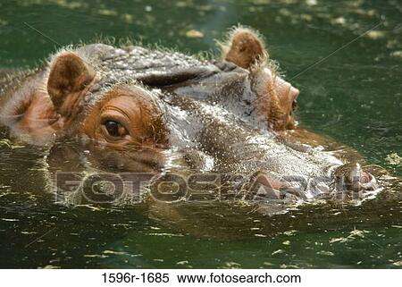 Close-up of a hippopotamus's (Hippopotamus amphibius) head in water View Large Photo Image Stock Photography - Close-up of a hippopotamus's (Hippopotamus amphibius) head in water. Fotosearch