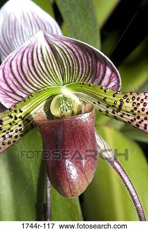 Close-up of a Lady's Slipper Orchid View Large Photo Image Stock Photo - Close-up of a Lady's Slipper Orchid. Fotosearch