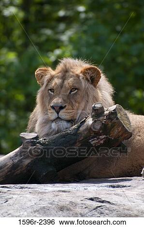 Stock Photograph - Close-up of a lion (panthera leo), USA. Fotosearch
