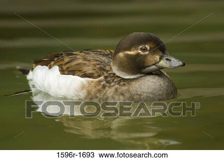 Close-up of a Long-Tailed duck (Clangula hyemalis) in a lake View Large Photo Image Stock Image - Close-up of a Long-Tailed duck (Clangula hyemalis) in a lake. Fotosearch