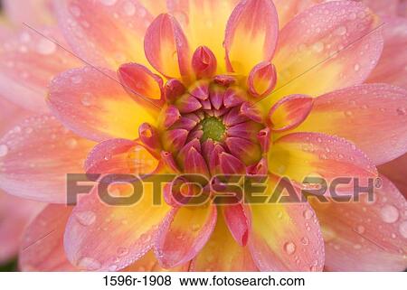 Close-up of a Miss Molly Dahlia, Swan Island Dahlias, Clackamas County, Oregon, USA View Large Photo Image Stock Photo - Close-up of a Miss Molly Dahlia, Swan Island Dahlias, Clackamas County, Oregon, USA. Fotosearch