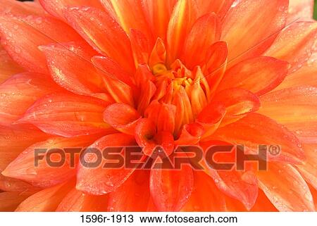 Stock Image - Close-up of a Neon Spendor Dahlia, Swan Island Dahlias, Clackamas County, Oregon, USA. Fotosearch