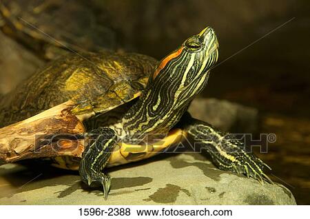 Close-up of a Painted Turtle (Chrysemys picta), USA View Large Photo Image Stock Photo - Close-up of a Painted Turtle (Chrysemys picta), USA. Fotosearch