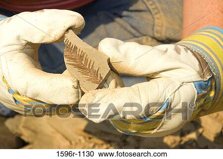 Close-up of a paleontologist's hands holding a fossil leaf, Stonerose Interpretive Center and Eocene Fossil Site, Republic, Washington State, USA View Large Photo Image Stock Image - Close-up of a paleontologist's hands holding a fossil leaf, Stonerose Interpretive Center and Eocene Fossil Site, Republic, Washington State, USA. Fotosearch