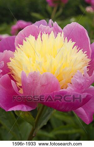 Stock Image - Close-up of a Peony flower, Adelman Peony Gardens, Brooks, Marion County, Oregon, USA. Fotosearch
