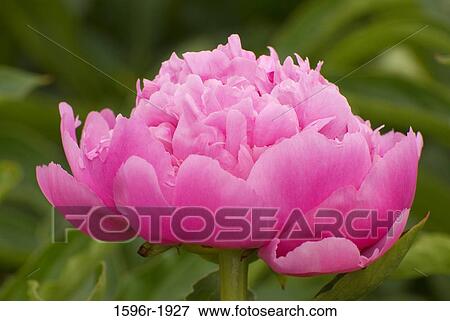 Close-up of a Peony flower, Adelman Peony Gardens, Brooks, Marion County, Oregon, USA View Large Photo Image Stock Photo - Close-up of a Peony flower, Adelman Peony Gardens, Brooks, Marion County, Oregon, USA. Fotosearch