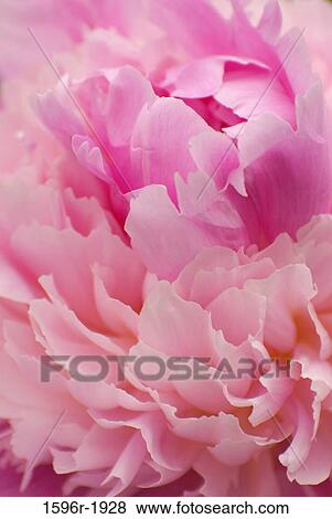 Stock Photo - Close-up of a Peony flower, Adelman Peony Gardens, Brooks, Marion County, Oregon, USA. Fotosearch