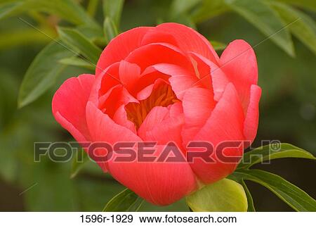 Stock Photo - Close-up of a Peony flower, Adelman Peony Gardens, Brooks, Marion County, Oregon, USA. Fotosearch
