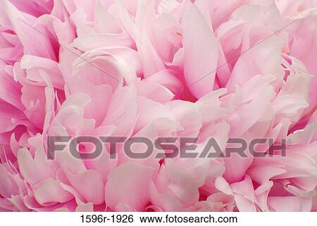 Stock Photograph - Close-up of a Peony flower, Adelman Peony Gardens, Brooks, Marion County, Oregon, USA. Fotosearch
