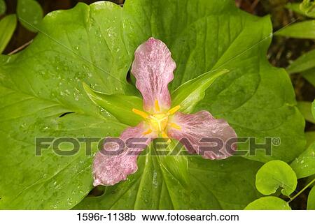 Close-up of a pink Trillium flower View Large Photo Image Stock Image - Close-up of a pink Trillium flower. Fotosearch