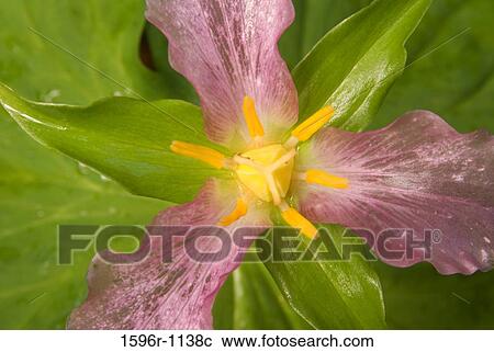 Stock Image - Close-up of a pink Trillium flower. Fotosearch