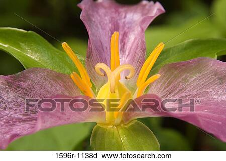 Stock Image - Close-up of a pink Trillium flower. Fotosearch