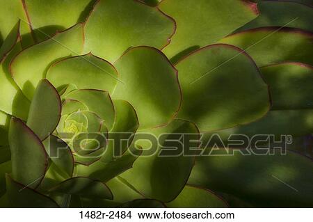 Close-up of a plant, Self Realization Fellowship Meditation Garden, Encinitas, California, USA View Large Photo Image Picture - Close-up of a plant, Self Realization Fellowship Meditation Garden, Encinitas, California, USA. Fotosearch