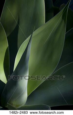 Close-up of a plant, Self Realization Fellowship Meditation Garden, Encinitas, California, USA View Large Photo Image Stock Image - Close-up of a plant, Self Realization Fellowship Meditation Garden, Encinitas, California, USA. Fotosearch