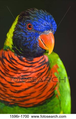 Stock Image - Close-up of a Rainbow lorikeet (Trichoglossus haematodus). Fotosearch