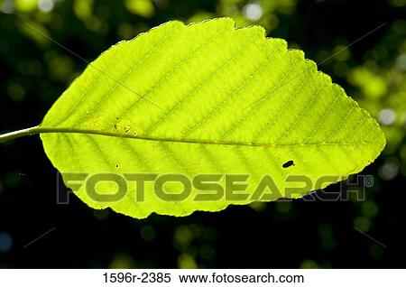 Stock Photography - Close-up of a Red Alder (Alnus rubra) leaf, Mary S. Young State Recreation Area, Willamette Valley, Oregon, USA. Fotosearch