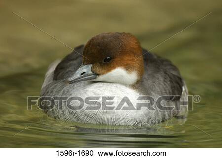 Close-up of a Red-Breasted merganser (Mergus serrator) in a lake View Large Photo Image Stock Image - Close-up of a Red-Breasted merganser (Mergus serrator) in a lake. Fotosearch