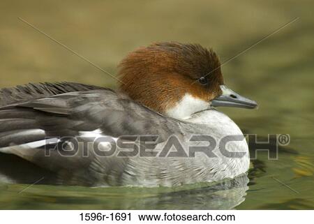 Close-up of a Red-Breasted merganser (Mergus serrator) in a lake View Large Photo Image Stock Image - Close-up of a Red-Breasted merganser (Mergus serrator) in a lake. Fotosearch