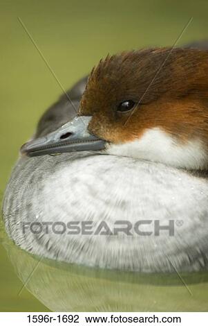 Close-up of a Red-Breasted merganser (Mergus serrator) in a lake View Large Photo Image Stock Image - Close-up of a Red-Breasted merganser (Mergus serrator) in a lake. Fotosearch