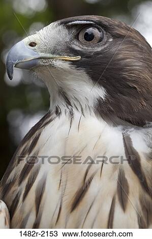 Stock Image - Close-up of a Red-Tailed hawk (Buteo jamaicensis), Ketchikan, Alaska, USA. Fotosearch