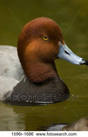Close-up of a Redhead duck (Aythya americana) in a lake View Large Photo Image Stock Photograph - Close-up of a Redhead duck (Aythya americana) in a lake. Fotosearch