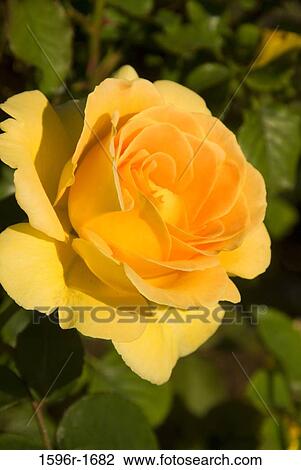Close-up of a Rose View Large Photo Image Stock Image - Close-up of a Rose. Fotosearch