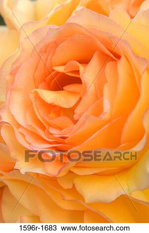 Close-up of a Rose View Large Photo Image Stock Image - Close-up of a Rose. Fotosearch