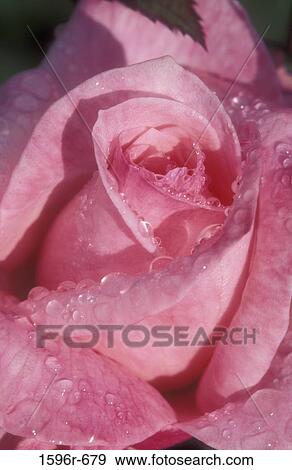 Close-up of a rose View Large Photo Image Stock Photo - Close-up of a rose. Fotosearch