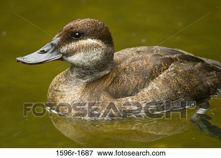 Close-up of a Ruddy duck (Oxyura jamaicensis) in a lake View Large Photo Image Stock Photo - Close-up of a Ruddy duck (Oxyura jamaicensis) in a lake. Fotosearch